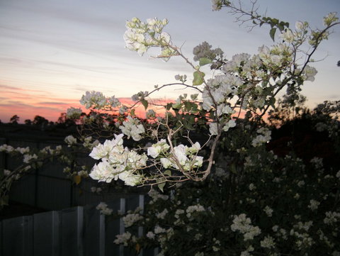 Sonjas Bed And Breakfast - Newcastle Accommodation 2