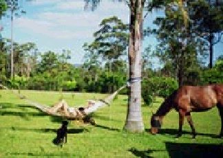 Neds Bed Horse O Tel - New Castle Tourism 0
