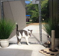 Caringbah Cat Hotel - Newcastle Accommodation