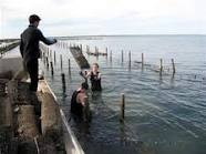 Cowell Foreshore Caravan Park & Holiday Units - Newcastle Accommodation 2