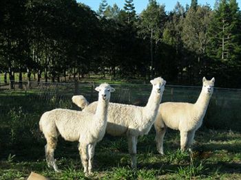 Beerwah QLD Newcastle Accommodation