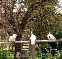 Australian Home Away  Wonga Park Brushy Creek - Newcastle Accommodation