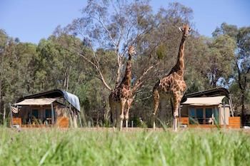 Zoofari Lodge, Taronga Western Plains Zoo - New Castle Tourism 13