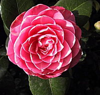 Cloverlea Gardens Bed and Breakfast - Newcastle Accommodation