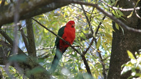 Gentle Annie Caravan And Camping Reserve - New Castle Tourism 2