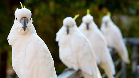 Aireys Inlet Getaway Resort - New Castle Tourism 0