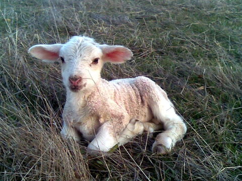 Glendara Cottage - New Castle Tourism 1