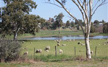 Yamba Farmstay - Newcastle Accommodation 5