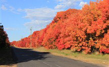 Yamba Farmstay - Newcastle Accommodation 4