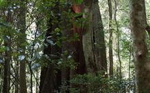 Cougal Park Bed And Breakfast - Newcastle Accommodation 5