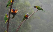 Cougal Park Bed And Breakfast - Newcastle Accommodation 6