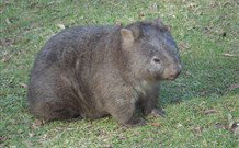 Seakissed Beachhouse - New Castle Tourism 0