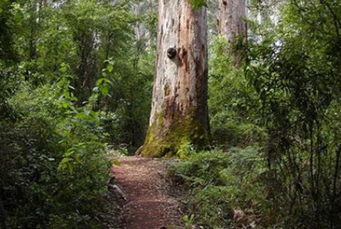 Pemberton YHA - New Castle Tourism 2