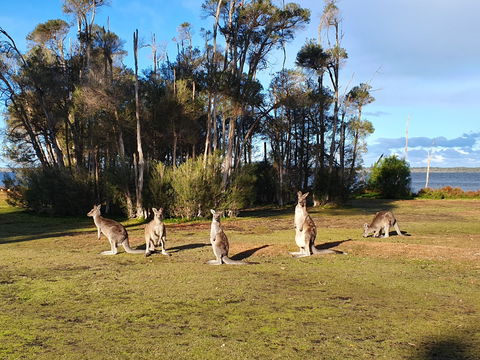Waterfront Retreat At Wattle Point - New Castle Tourism 2