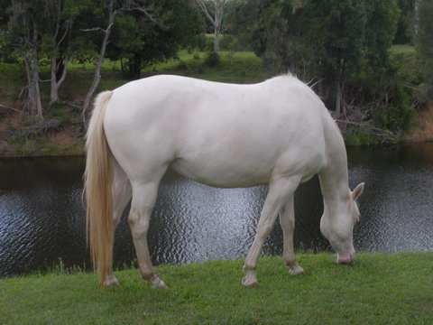 Imbil Bridge Farm And Homestead - Newcastle Accommodation 1