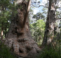 Valley of the Giants Cottage - New Castle Tourism