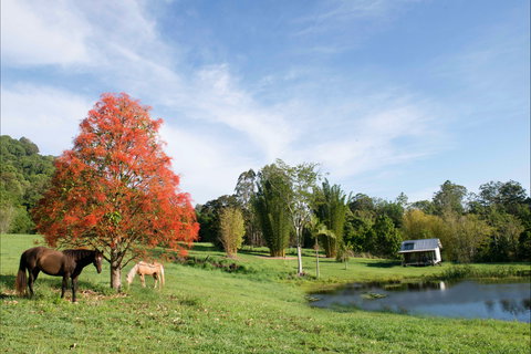 Nimbin Waterfall Retreat - New Castle Tourism 1