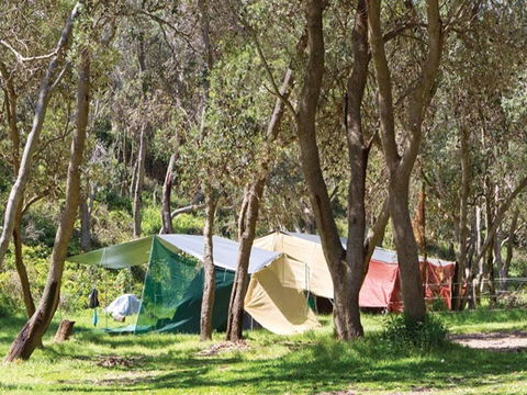 Pebbly Beach Campground - Yuraygir National Park - New Castle Tourism 1