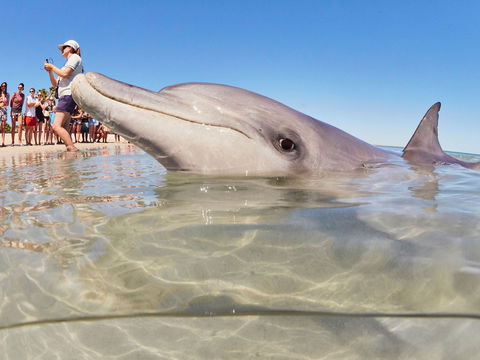 RAC Monkey Mia Dolphin Resort - New Castle Tourism 2