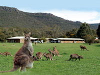 Halls Gap Log Cabins - Newcastle Accommodation 2