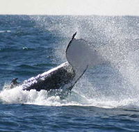 Whale Watching Sydney - New Castle Tourism