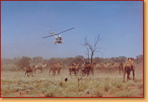 Kings Creek Station - Newcastle Accommodation 2