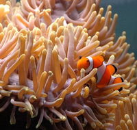 Reef HQ Great Barrier Reef Aquarium - Newcastle Accommodation
