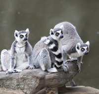 Adelaide Zoo - New Castle Tourism