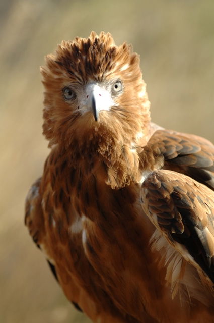 Alice Springs NT Newcastle Accommodation
