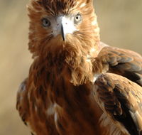 Alice Springs Desert Park - Newcastle Accommodation