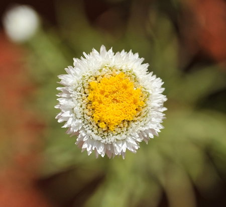 Alice Springs Desert Park - Newcastle Accommodation 1