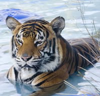 Zoo Doo Wildlife Park - Newcastle Accommodation