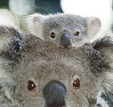 Billabong Koala and Wildlife Park - New Castle Tourism