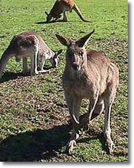 OZe Wildlife - New Castle Tourism 1