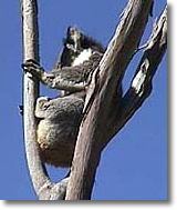OZe Wildlife - New Castle Tourism 2