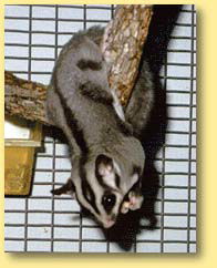 OZe Wildlife - New Castle Tourism 3