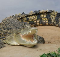 Dundee's Wildlife Park - New Castle Tourism