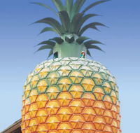 The Big Pineapple - Newcastle Accommodation