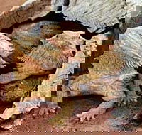 Alice Springs Reptile Centre - Newcastle Accommodation