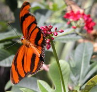 Butterfly Farm - New Castle Tourism