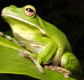 The Rainforest Habitat - New Castle Tourism