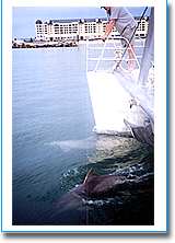 Temptation Sailing - New Castle Tourism 1
