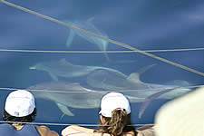 Temptation Sailing - New Castle Tourism 2