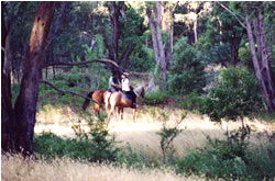 High Country Horses - New Castle Tourism 1
