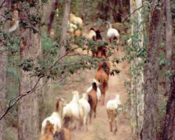 High Country Horses - New Castle Tourism 2