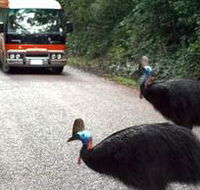 Kookaburra Tours - Newcastle Accommodation