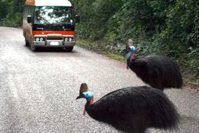 Kookaburra Tours - Newcastle Accommodation 0