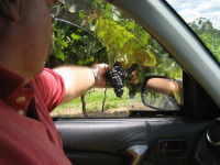 Mount Tamborine Winery & Homestead - New Castle Tourism 1
