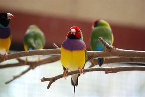 Kyabram Fauna Park - New Castle Tourism 1