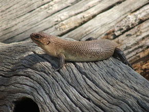Kyabram Fauna Park - New Castle Tourism 2